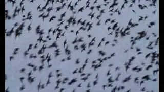 Incredible Flock of Starlings