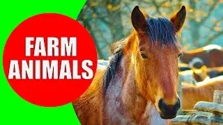 POPULAR FARM ANIMALS - &nbsp;Domestic Animal Sounds | Educational Video for Babies & Kids