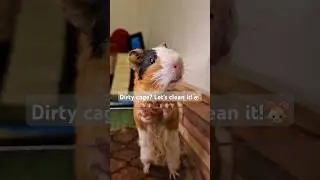 Guinea Pig Cage Cleaning in 30 Seconds | Quick & Easy! #GuineaPig #CageCleaning #PetCare