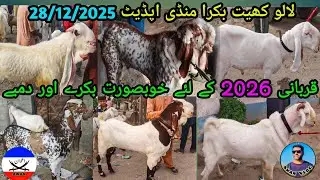 Qurbani 2026 ky liye khoobsurat bakray or Dumbay Lalukhet Bakra Mandi Update 28-12-2025 | Awan Vlogs