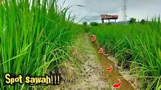 MUDAH DAN GAMPANG !!! MANCING BELUT DI SAWAH ASAL KAN TAU MANA LUBANG YANG BERPENGHUNI