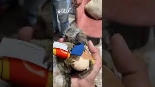 World Small Monkey🐒🐒