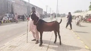 Wednesday update lahore Bakra Mandi makhi channay bakray kuto mall dasichtray Sindhi bakray