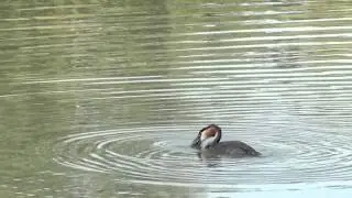 Svasso Maggiore ingoia un pesce enorme - Oasi La Madonnina di Sant'Albano Stura 2013