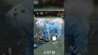 XS-2XL Pet Dog Raincoat Hooded Jumpsuit Waterproof Dog Jacket Outdoor Reflective Dogs Rain Coat W...