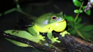 litoria chloris calling