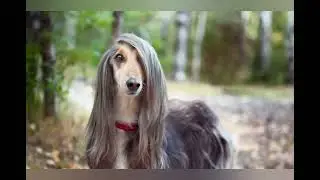 Watch beautiful Afghan Haund dogs! #AfghanHound #DogLovers #ElegantDogs #BeautifulDogs