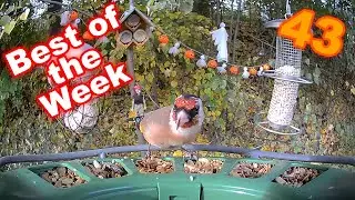 Best of the Week 43 - 2025
