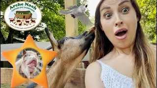Cute Animals Arche Noah - Lustige Tiere -  Kids Show - Bengi and Mavi