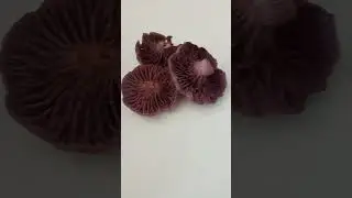 🍄🌲😋#forest #mushroom #laccaire #amethyst #eggs #fresh #firstpost