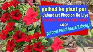 Gulhad ke plant per Jabardast Phoolon Ke Liye turant Karenge kam 100% Phool bhare rahenge