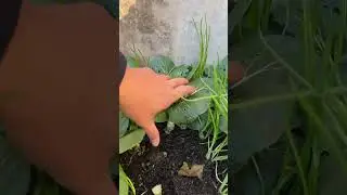 #HomeGrowing #GrowingTips #FreshHarvest #SuzhouGreen