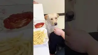 dog eat chips 🍟  with tomato sauce 😋