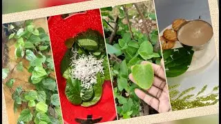 Healthy tea ☕ / fresh morning tea Betel leaves & indian borage / good for health