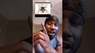 True Meaning of bugs