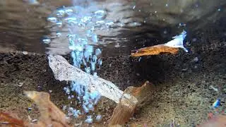 계곡 수중 ASMR (feat. 옆새우) Valley Underwater ASMR (feat. Gammaridea Shrimp)