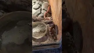 Snake is Busy Digging in the Dirt || ViralHog