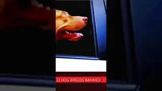 नोट बंदी के बाद डॉग बंदी हो चुकी है ❌ #dogbreedsbanned #governmentrule #dangerousdogbreeds #band