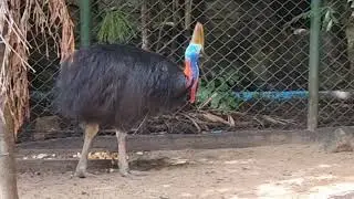 Double-wattled cassowary