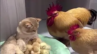Adorable Interspecies Bonding: Cute and Funny Animal Duos You Need to See!