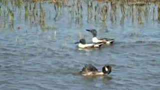 L&ouml;ffelente Enten Schwimmente Spatula clypeata L&ouml;ffelenten Ente Vogel