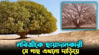 সাহাবী গাছ Sahabi Tree : মুহম্মদ (সা.) এর সময়ের গাছের অলৌকিক অজানা কাহিনী