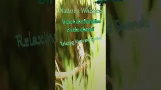 🐦Pure Bird Chirping & Forest Sounds 🌲 Relaxing Ambient Nature Soundscape (4K)