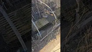 Duck farming in China