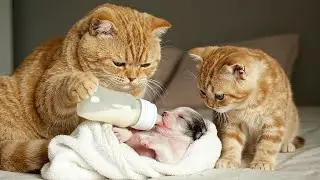 Mama Cat and Kitten Rescue an Abandoned Puppy in the Rain &ndash; Bring It Home and Gently Care for It