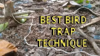 primitive technology bird trap