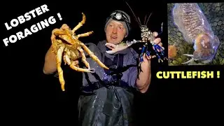 LOBSTER FORAGING - Spidercrab , Cuttlefish , Lots Of Lobsters Night Time COASTAL FORAGING