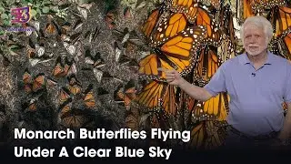 Monarch Butterflies Flying Under A Clear Blue Sky | 3 Min News