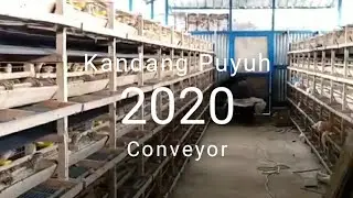 Kandang Puyuh Conveyor - Golden Puyuh - Conveyor Quail Cages - Farming Thousands of Quails