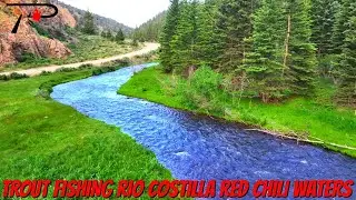 Trout Fishing New Mexico's Rio Costilla Red Chili Waters