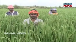 Farmers' Worries Over Cyclone: Will The Coming Storm Destroy Their Harvest?