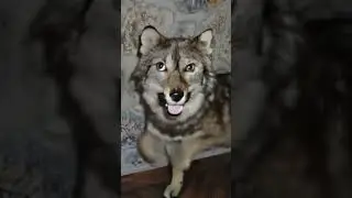 #ai #dance #funny #wolf