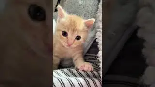 So cute #cat #kitten #cute #kitty #kucing #animals #funny #funnycats #cutecat #pets