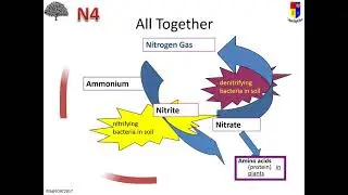 BiN5 LE5b nitrogen