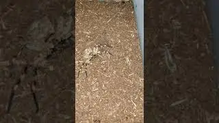 barylestis scutatus eat grillon