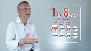 When is hypertension seen in cats?