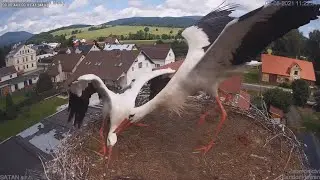 Č&aacute;pi Mlad&eacute; Buky | Bukacek defends the nest | Buk&aacute;ček br&aacute;n&iacute; hn&iacute;zdo (EN,CZ,PL)