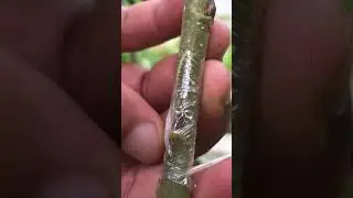 Master Budding Techniques for Mulberry Trees EP111 #nature #grafting #fruitgrafting#mulberries