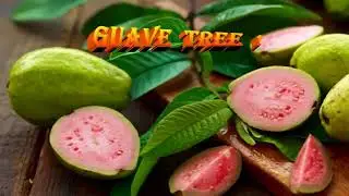 G U A V E  -   T R E E  -   !