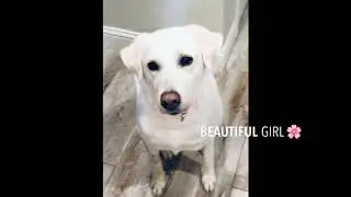 Meet Zozo - DFW Lab Rescue Foster Dog