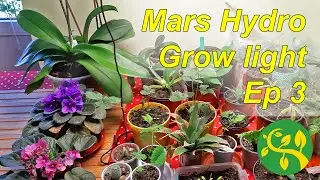 My plants under Mars Hydro grow light part 3