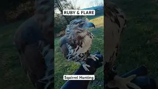 Ruby and Flare GO Squirrel Hunting!