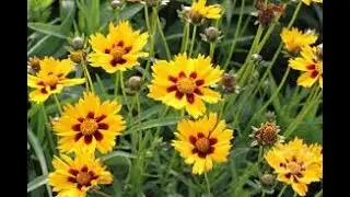 #Копытень #Кореопсис Garden #flowers122 Декоративные растения