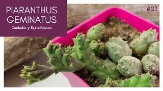 PIARANTHUS GEMINATUS 💚 Vamos a Reproducirla + Tips de Cuidados