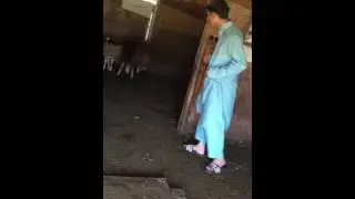 Catching sheep #Eid 2016 #funny