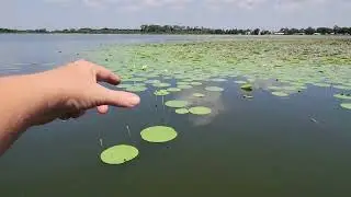American Lotus Invasion